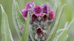 Chernerie de medicină: aplicație de la șoareci